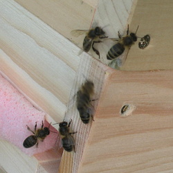 Dunkle Bienen