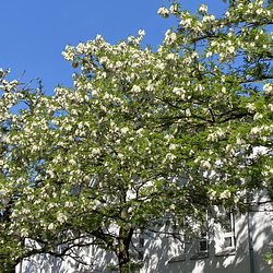 Blütenbilder 