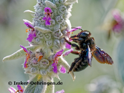 #10 3-Tanja Blind- Holzbiene (Bild 1)