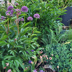 Bienenfreundlicher Garten