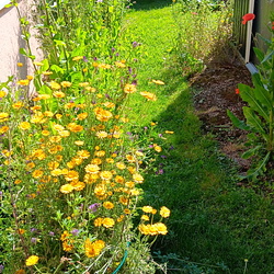 Bienenfreundlicher Garten