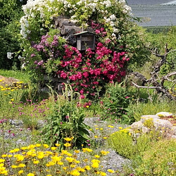 Bienenfreundlicher Garten