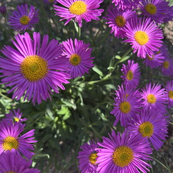 Bienenfreundlicher Garten